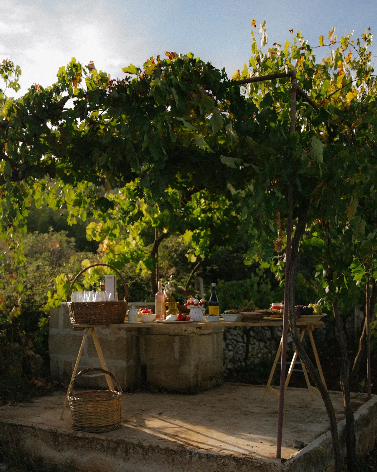Tavola per il picnic allestita sotto il pergolato nel vigneto di Cantina MIR